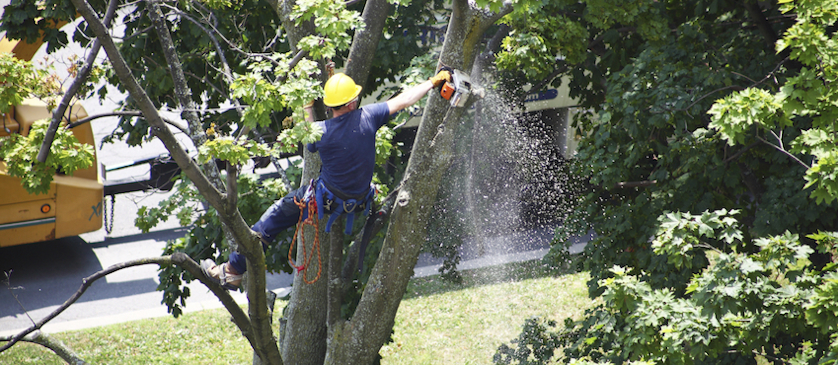 Professional Tree Care