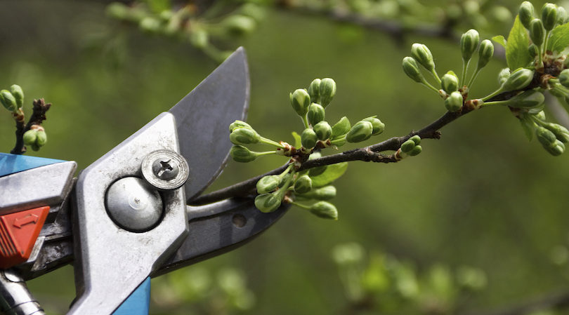 Tree & Plant Pruning